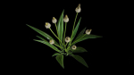 Ribwort plantain flower