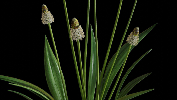 Ribwort plantain flower