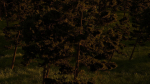 River in the forest
