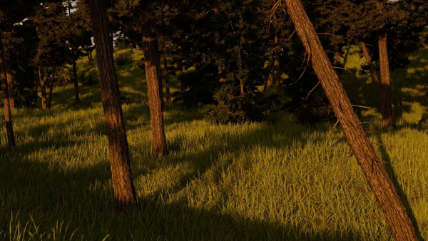 River in the forest