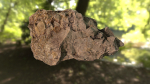 Rock low poly 3D model in forest