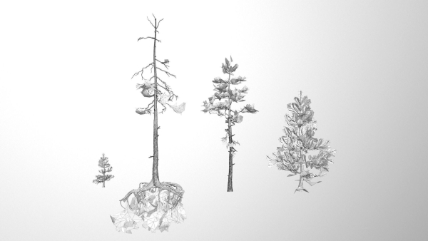 Rocky Pine Trees Forest Biome