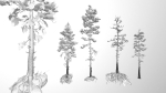 Rocky Pine Trees Forest Biome