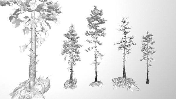 Rocky Pine Trees Forest Biome