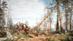 Rocky Pine Trees Forest Biome