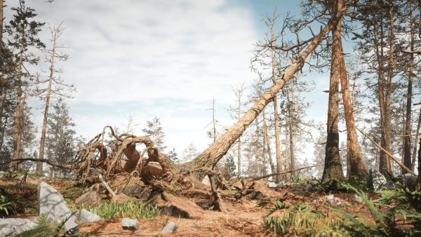 Rocky Pine Trees Forest Biome