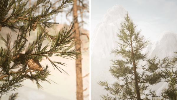 Rocky Pine Trees Forest Biome