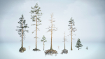 Rocky Pine Trees Forest Biome
