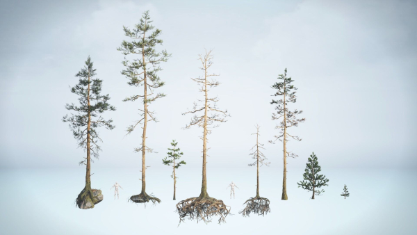 Rocky Pine Trees Forest Biome