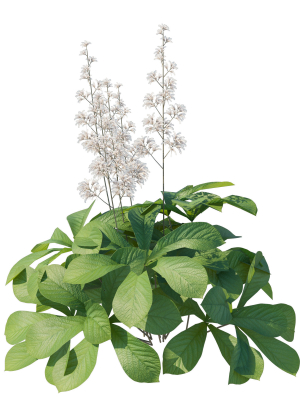 rodgersia-aesculifolia-3d-model-0fcb5620b4
