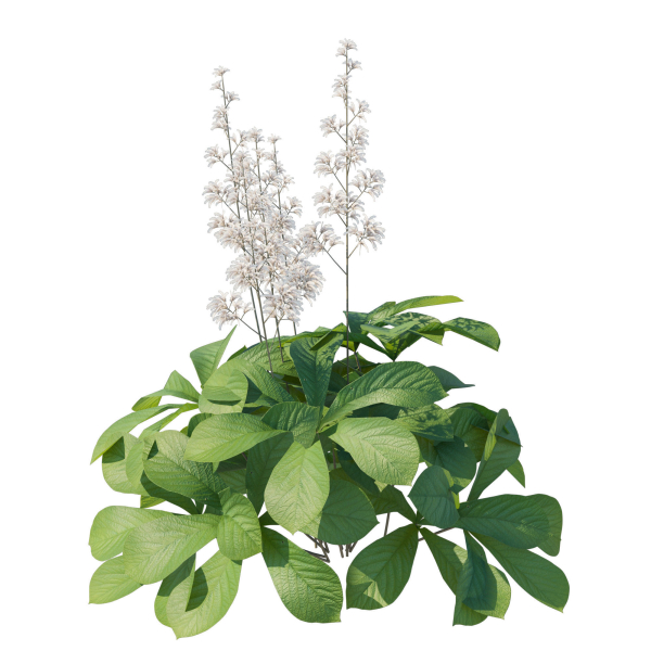 Rodgersia Aesculifolia