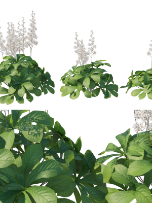 Rodgersia Aesculifolia