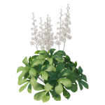 Rodgersia Aesculifolia