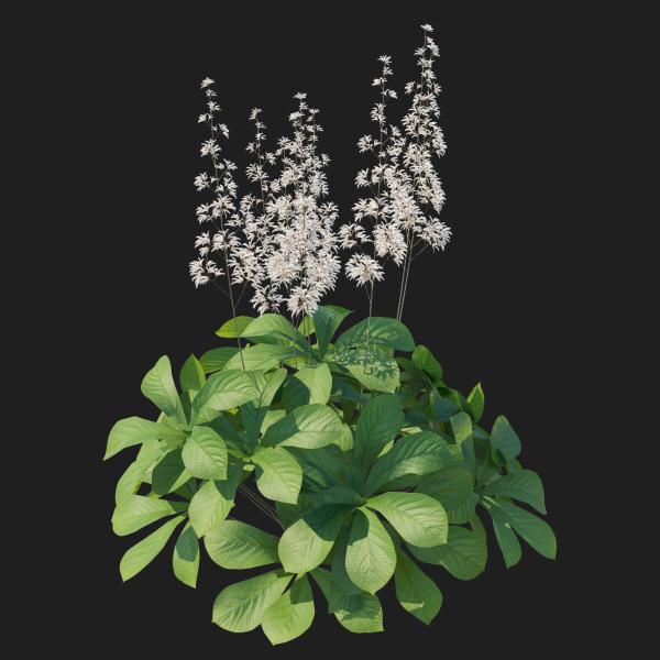 Rodgersia Aesculifolia