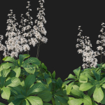 Rodgersia Aesculifolia