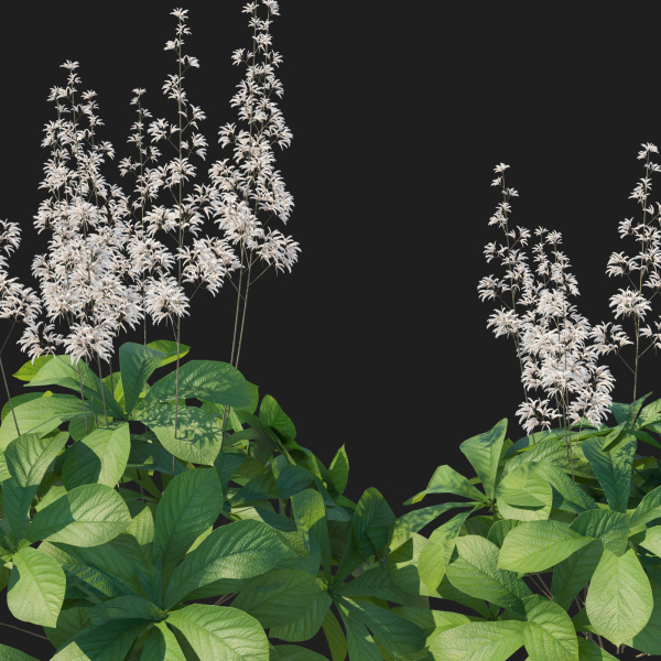 Rodgersia Aesculifolia