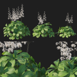 Rodgersia Aesculifolia