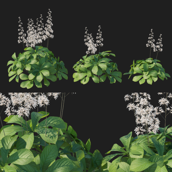 Rodgersia Aesculifolia