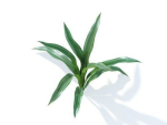 Rohdea japonica 6 variations