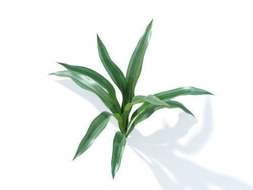 Rohdea japonica 6 variations
