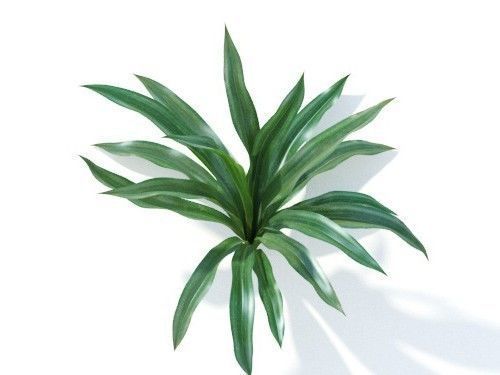 Rohdea japonica 6 variations