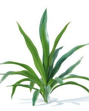 rohdea-japonica-6-variations-3d-model-9a04104661
