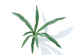 Rohdea japonica 6 variations