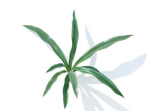 Rohdea japonica 6 variations