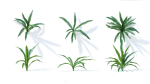 Rohdea japonica 6 variations