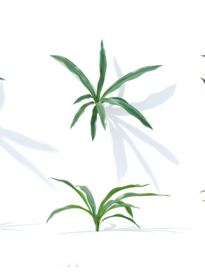 Rohdea japonica 6 variations