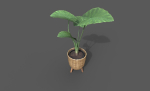 Room Plant Pack