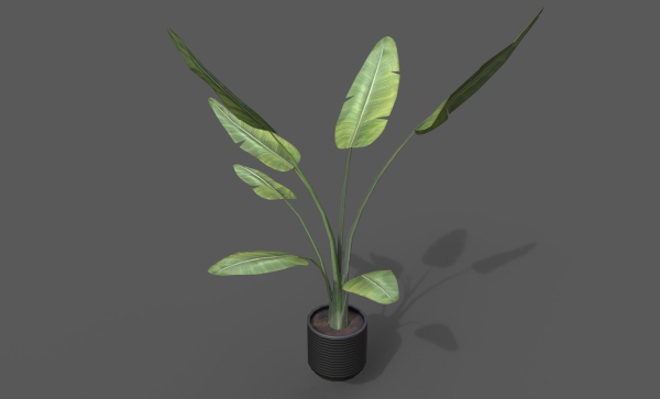 Room Plant Pack