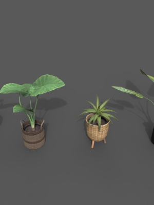Room Plant Pack