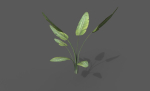Room Plant Pack