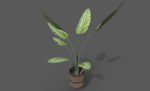 Room Plant Pack