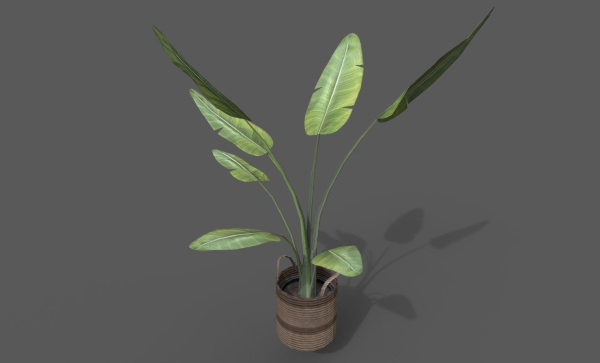 Room Plant Pack