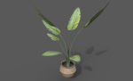Room Plant Pack