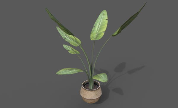 Room Plant Pack