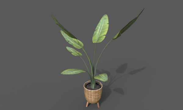 Room Plant Pack
