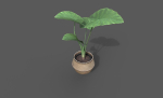 Room Plant Pack