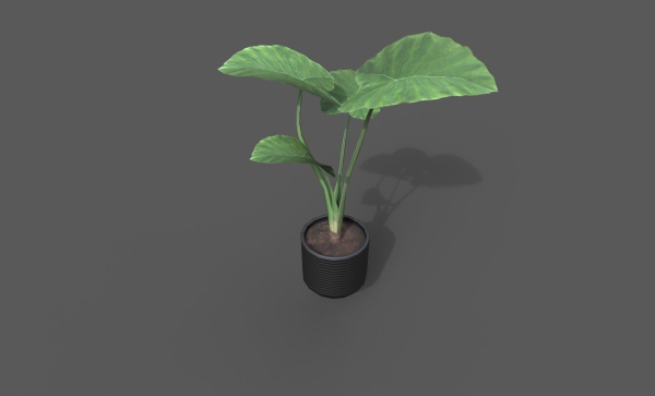 Room Plant Pack