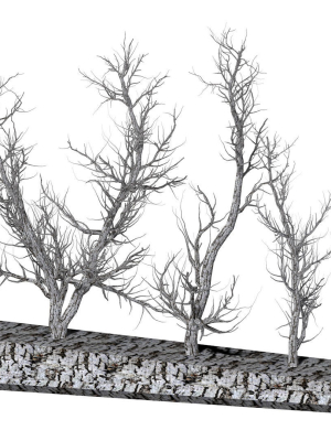 root-5-trees-low-poly-r2-3d-model-low-poly-obj-fbx-c4d-fbm
