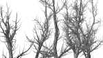 Root 5 trees low-poly R2