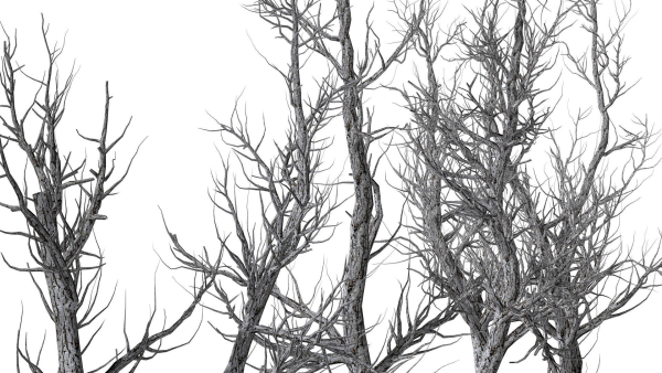 Root 5 trees low-poly R2