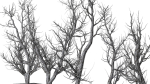 Root 5 trees low-poly R2