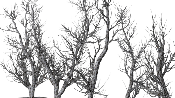Root 5 trees low-poly R2