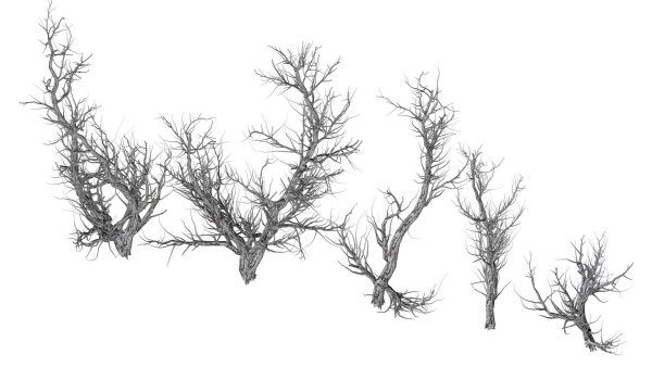 Root 5 trees low-poly R2