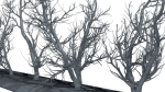 Root 5 trees low-poly R2