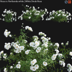 Rosa cv floribunda white  - White Shrub Rose 01