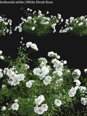 Rosa cv floribunda white  - White Shrub Rose 01
